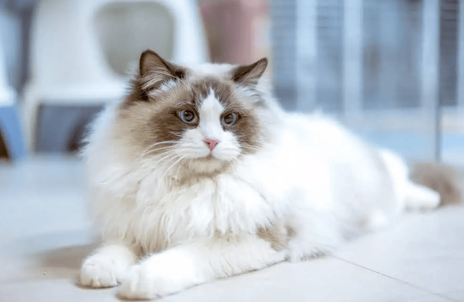 Cara Menghindari Bulu Kucing Ragdoll yang Mudah Kusut (brightwgiskers.com))