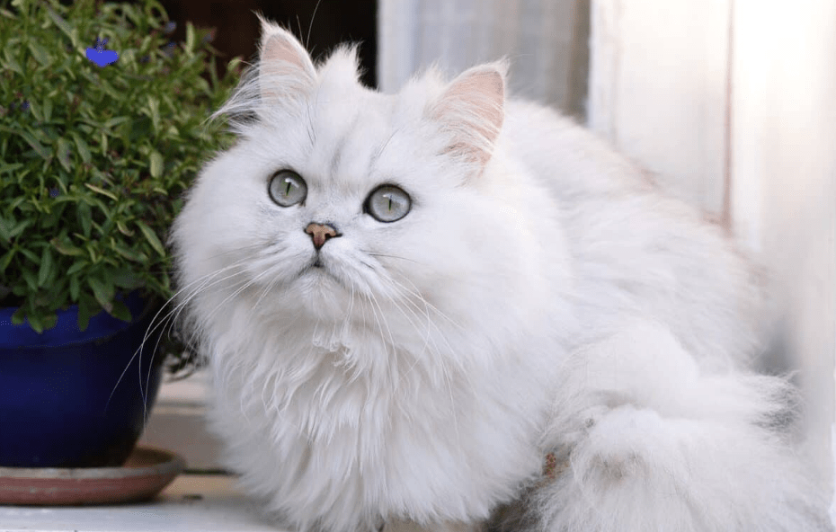 Cara Menghindari Teknik Mengeringkan Kucing Persia Berbulu Tebal dengan Hairdryer Tanpa Merusak Bulu Cara Menghindari Teknik Mengeringkan Kucing Persia Berbulu Tebal dengan Hairdryer Tanpa Merusak Bulu
