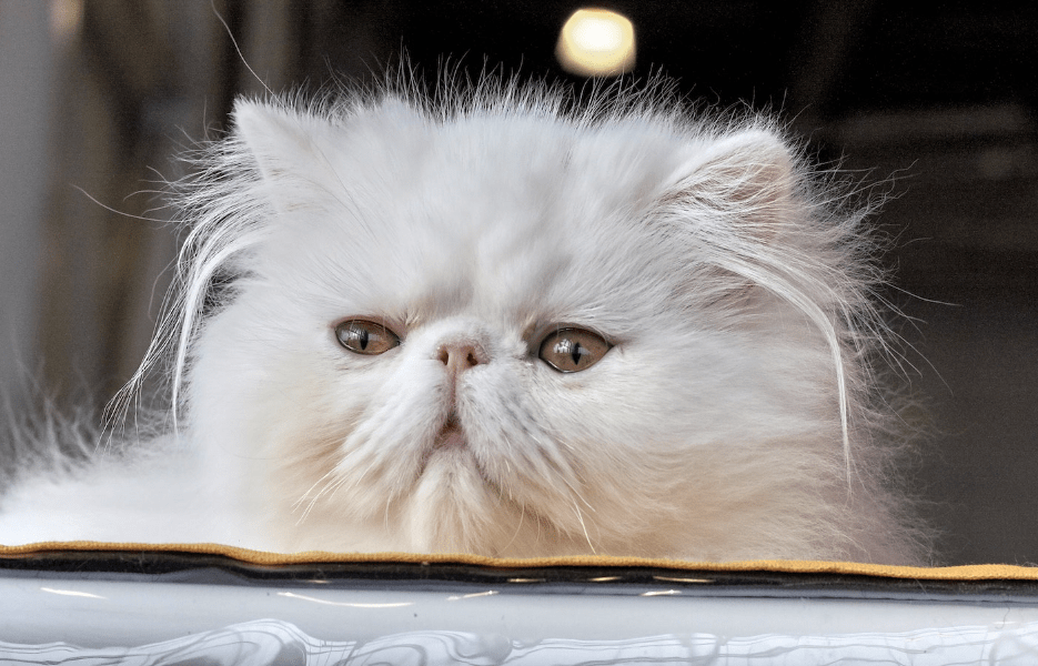 Cara Menghindari Teknik Mengeringkan Kucing Persia Berbulu Tebal dengan Hairdryer Tanpa Merusak Bulu (catipilla.com)