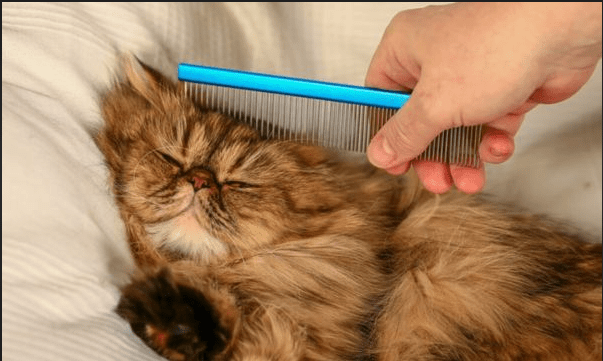 Mengatasi Bulu Kucing Persia yang Mudah Kusut (tvdoperu.co)