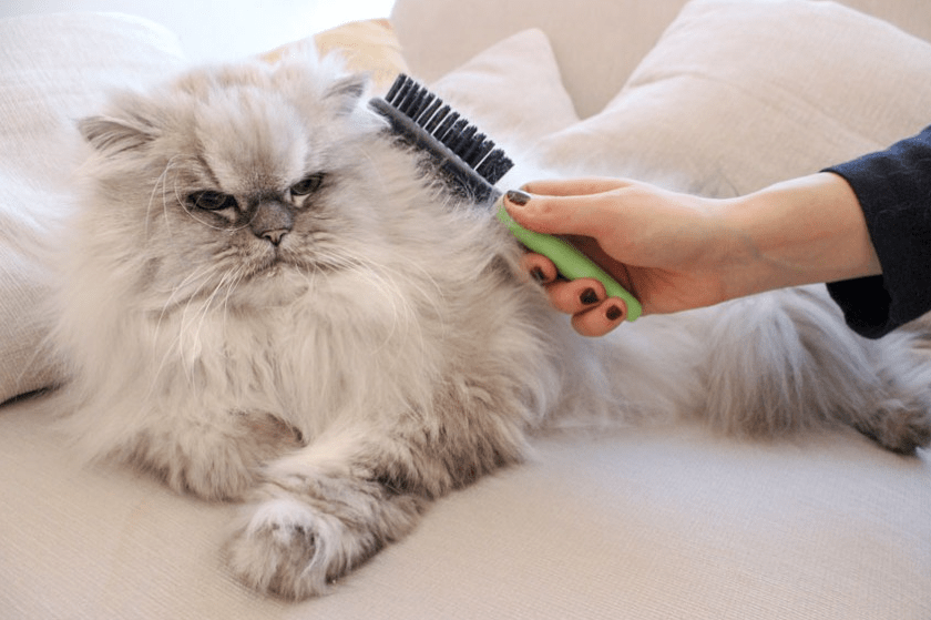 Langkah Mudah Mengatasi Bulu Kucing Persia yang Mudah Kusut (blog.ferplast.com)