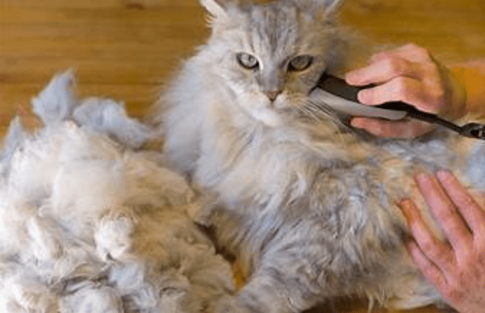 Langkah Tepat Mengurangi Gatal di Kulit Kucing Anggora Akibat Bulu Tebalnya yang Kusut (herekit.com)