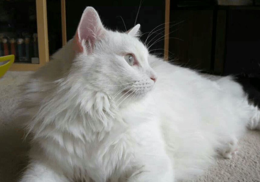 Langkah Tepat Mengurangi Gatal di Kulit Kucing Anggora Akibat Bulu Tebalnya yang Kusut (tr.pinterest.com)
