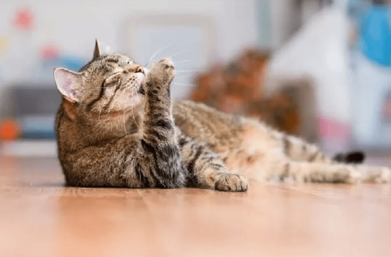 Panduan Membersihkan Bulu Kucing Berbulu Tebal di Area Sekitar Pantat Setelah Buang Air (americancat.net)