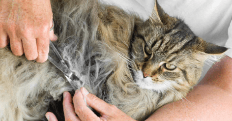 Panduan Membersihkan Bulu Kucing Berbulu Tebal di Area Sekitar Pantat Setelah Buang Air (theidealcat.com)