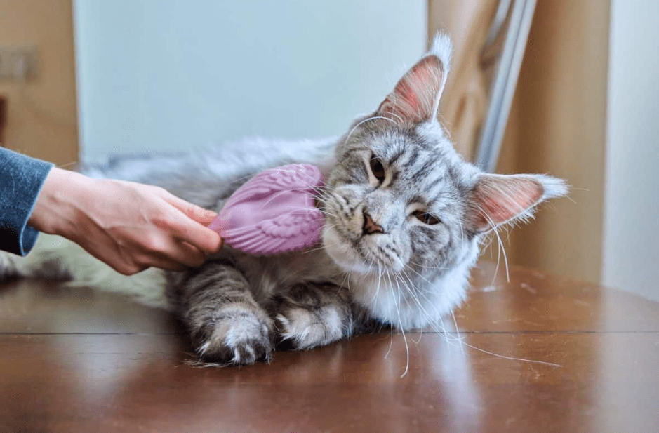 Tips Mengatasi Bulu Kucing Maine Coon yang Rontok di Sekitar Leher (mainecoon.org)