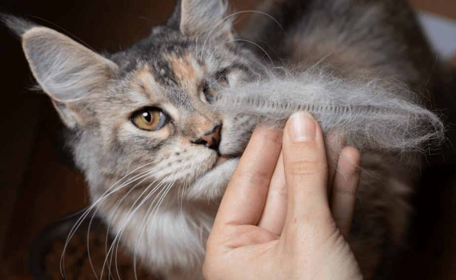 Bagaimana Cara Menangani Kerontokan Bulu Kucing Maine Coon di Area Kaki yang Sering Tergores (alphapaw.com)