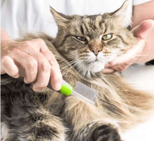 Bagaimana Cara Menangani Kerontokan Bulu Kucing Maine Coon di Area Kaki yang Sering Tergores (catsofautralia.com)