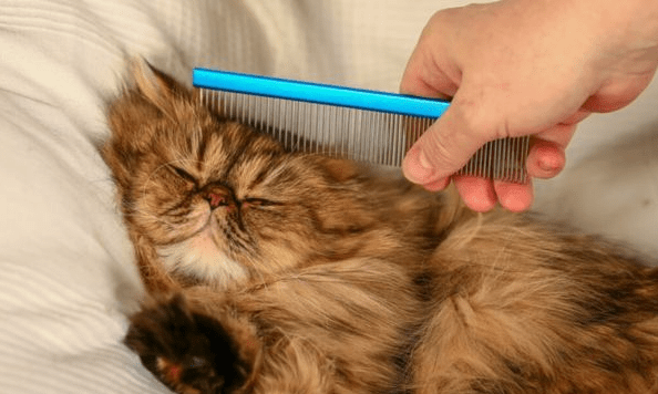 Cara Membersihkan Bulu Kucing Persia yang Kusut di Area Pipi dan Dagu dengan Aman (tvdoperr.com)