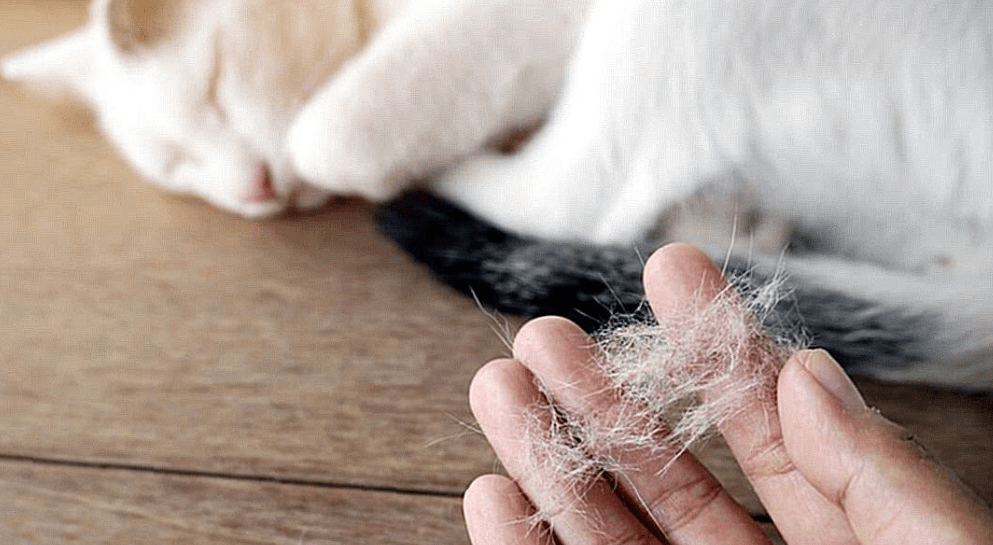 Cara Menghindari Gumpalan Bulu Kucing Anggora Menempel di Karpet Setelah Mandi (21cats.org)