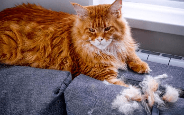 Cara Menghindari Gumpalan Bulu Kucing Anggora Menempel di Karpet Setelah Mandi
