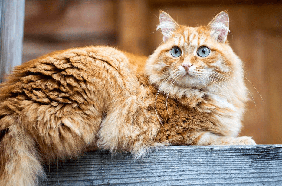 Cara Menjaga Kesehatan Kulit Kucing Siberian yang Rentan Kering Akibat Bulu Tebal