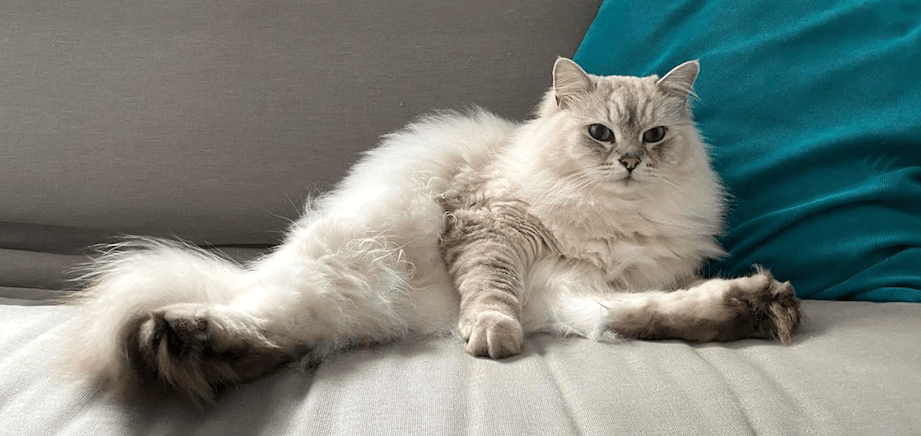 Cara Menjaga Kesehatan Kulit Kucing Siberian yang Rentan Kering Akibat Bulu Tebal (petcircle.com)
