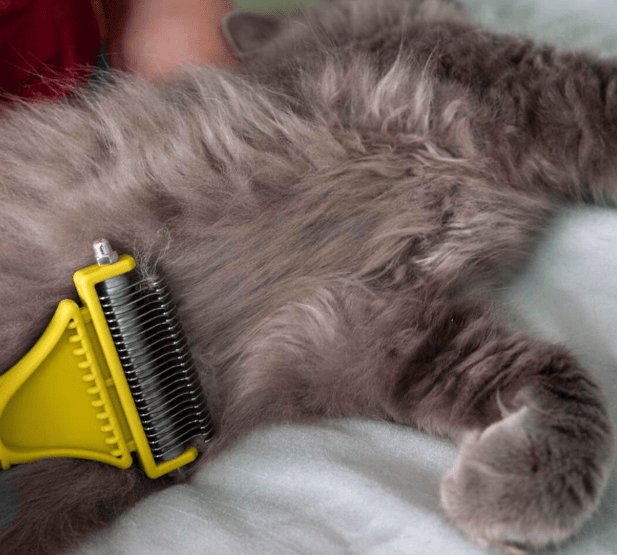 Cara Mengatasi Rambut Mati pada Kucing Berbulu Tebal dengan Sisir Undercoat(pinterest.com)