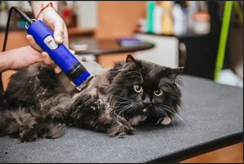 Langkah Membersihkan Bulu Kucing Bulu Panjang yang Terkena Minyak Berlebih dari Kulit