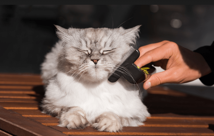 Langkah Membersihkan Bulu Kucing Bulu Panjang yang Terkena Minyak Berlebih dari Kulit (letsgetpet.com)
