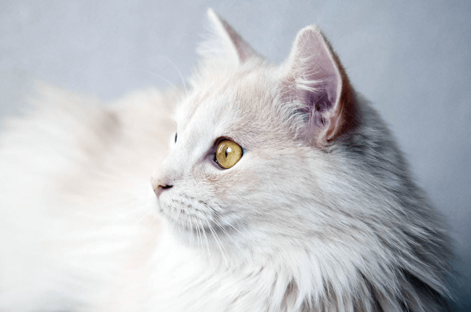 Mengatasi Bau pada Kucing Anggora yang Bulu Tebalnya Menyerap Keringat Berlebihan (cat-world.com)