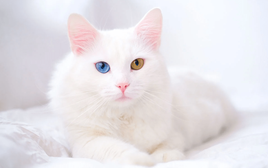 Mengatasi Bau pada Kucing Anggora yang Bulu Tebalnya Menyerap Keringat Berlebihan (hellobark.com)