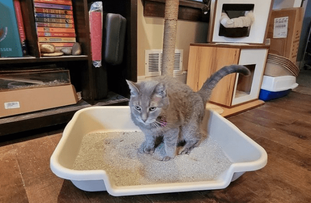 Mengatasi Kotoran di Bulu Kucing Berbulu Tebal Akibat Litter Box yang Kurang Bersih