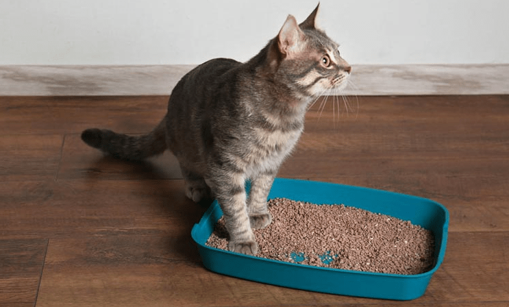 Mengatasi Kotoran di Bulu Kucing Berbulu Tebal Akibat Litter Box yang Kurang Bersih (catvia.com)