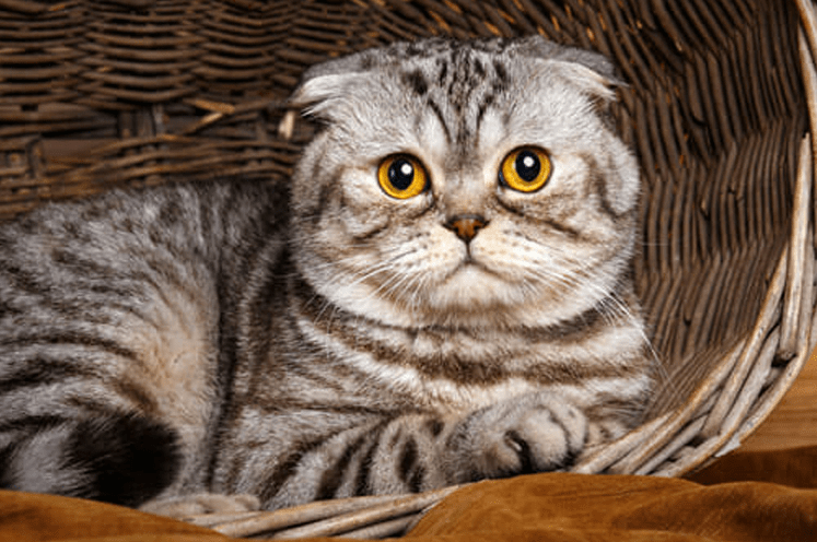 Panduan Membersihkan Bulu Kucing Scottish Fold yang Tebal Setelah Terkena Muntah (cloud-pet.com)