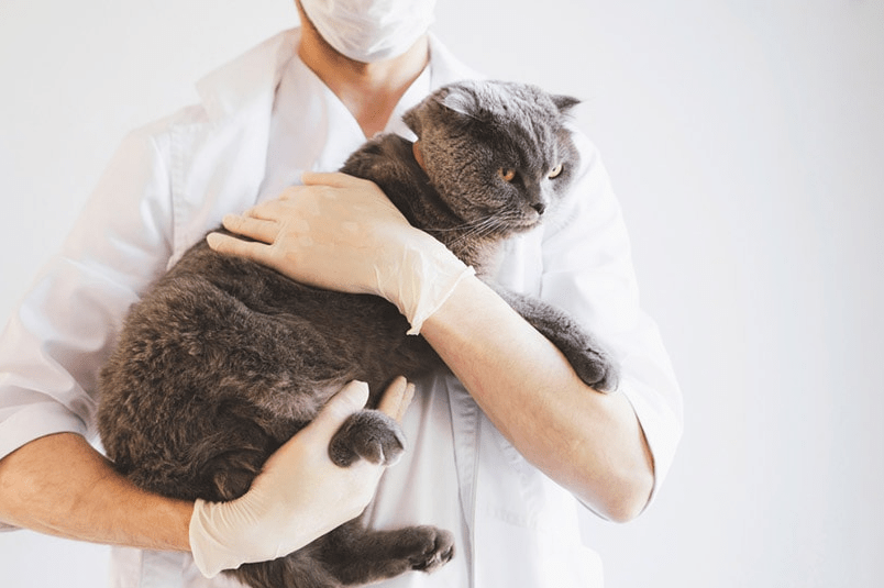 Panduan Membersihkan Bulu Kucing Scottish Fold yang Tebal Setelah Terkena Muntah