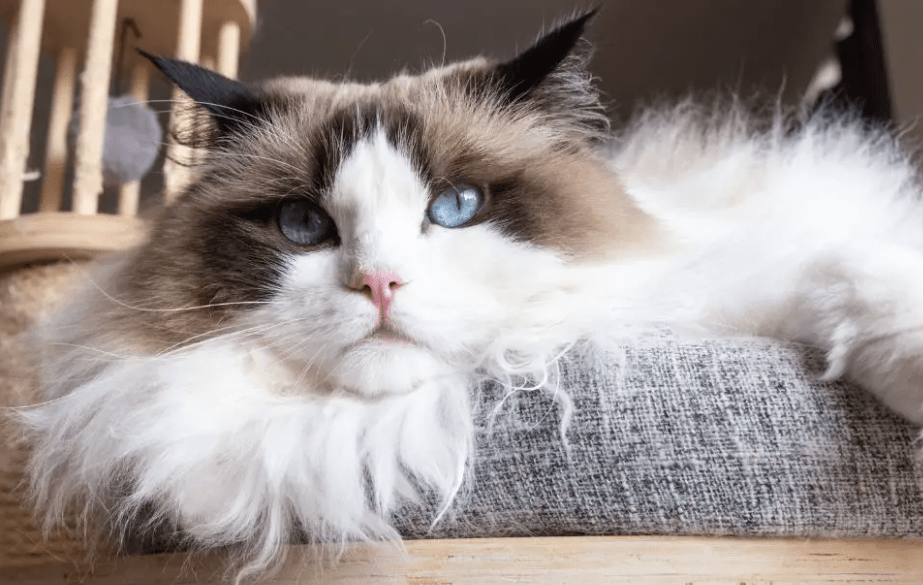 Panduan Mengatasi Masalah Kucing Ragdoll yang Mengalami Kerontokan Bulu Musiman (livingwithragdoll.com)