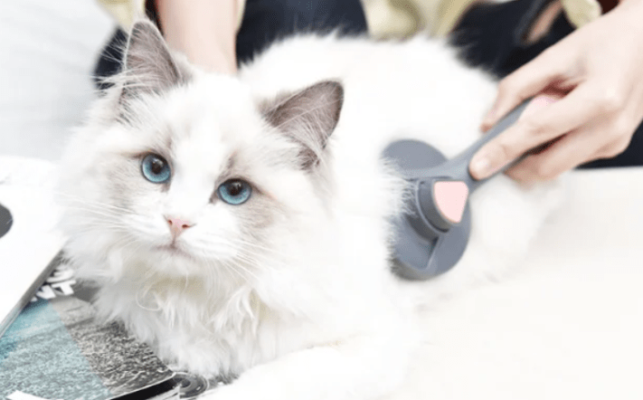 Panduan Mengatasi Masalah Kucing Ragdoll yang Mengalami Kerontokan Bulu Musiman (ragdollcare.com