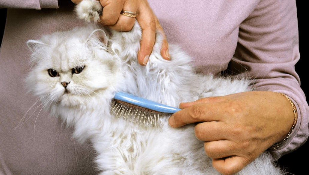 Tips Mengatasi Alergi pada Pemilik yang Sering Terpapar Bulu Kucing Persia Tebal (allaboutcat.com)