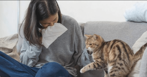 Tips Mengatasi Alergi pada Pemilik yang Sering Terpapar Bulu Kucing Persia Tebal