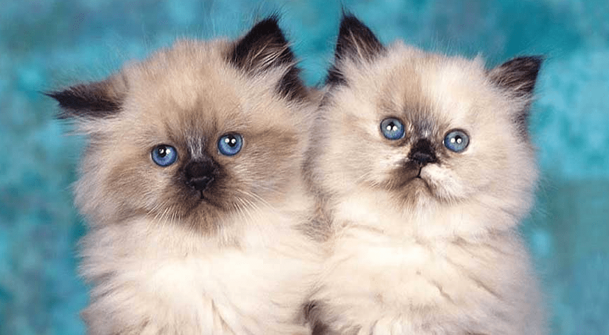Kenapa Kucing Himalaya Berbulu Tebal Mudah Kena Infeksi Kulit dan Bagaimana Mencegahnya?(poultrycaresunday.com)