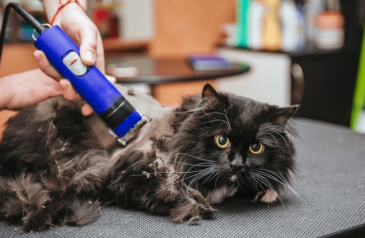 Bagaimana Menangani Bulu Kucing British Longhair yang Mudah Terkena Noda Makanan (hepper.com)