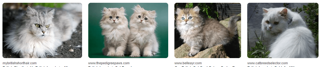 Bagaimana Menangani Bulu Kucing British Longhair yang Mudah Terkena Noda Makanan