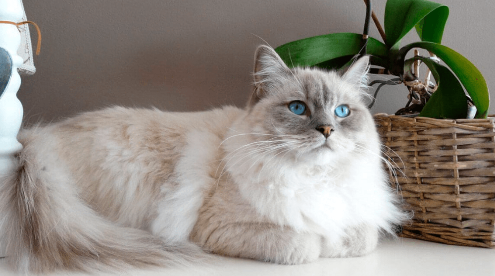 Cara Membersihkan Bulu Kucing Anggora yang Menempel pada Furniture Rumah (gatos.plus)
