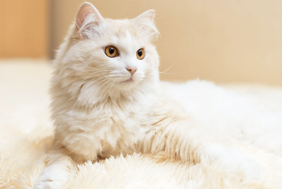 Cara Membersihkan Bulu Kucing Anggora yang Menempel pada Furniture (thesprucepets.com)