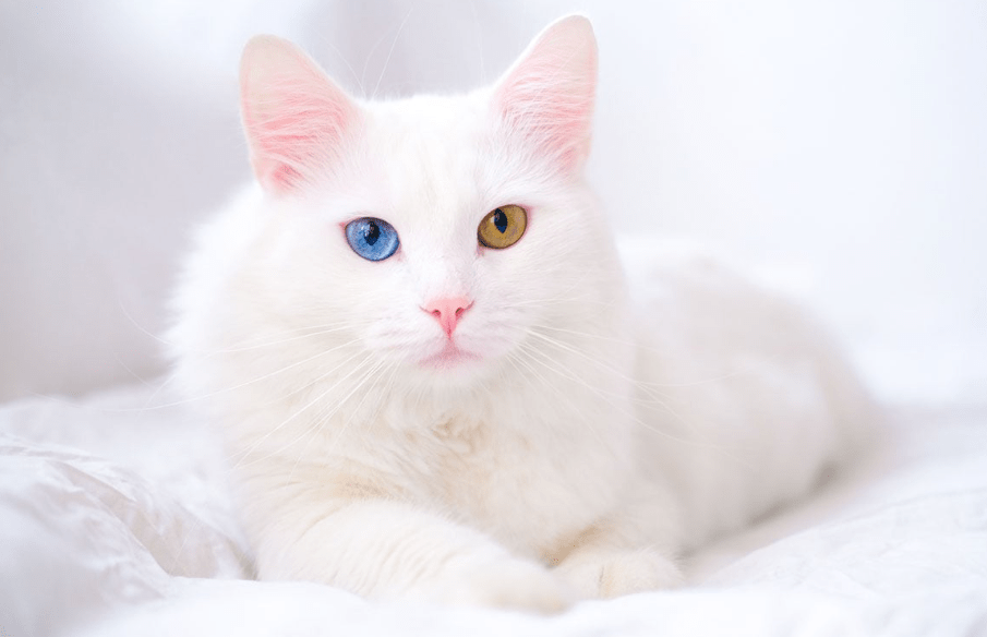 Kenapa Kucing Anggora Berbulu Tebal Rentan Terkena Jamur dan Cara Merawatnya (hellobank.com)