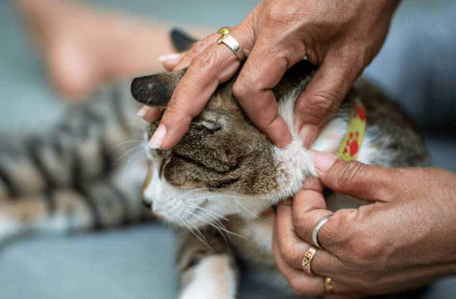 Panduan Mengatasi Kutu pada Kucing Berbulu Tebal Tanpa Menggunakan Obat Berbahan Kimia