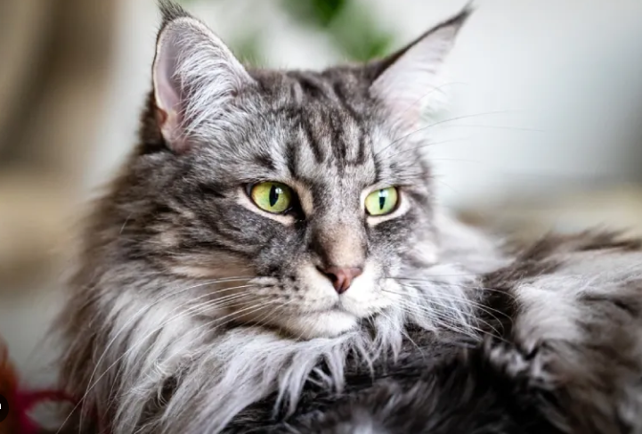 Cara Menghindari Bulu Kucing Maine Coon yang Kusut Setelah Kucing Bermain di Taman Cara Menghindari Bulu Kucing Maine Coon yang Kusut Setelah Kucing Bermain di Taman