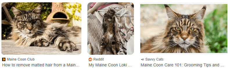 Cara Menghindari Bulu Kucing Maine Coon yang Kusut Setelah Kucing Bermain di Taman