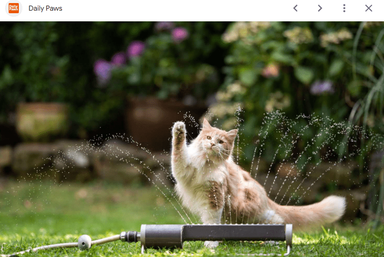 Cara Menghindari Bulu Kucing Maine Coon yang Kusut Setelah Kucing Bermain di Taman Cara Menghindari Bulu Kucing Maine Coon yang Kusut Setelah Kucing Bermain di Taman