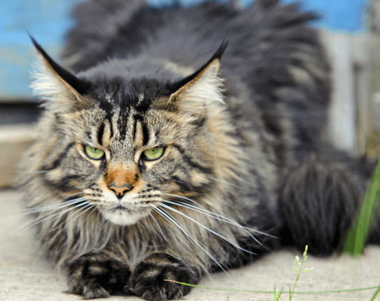 Kucing Maine Coon Asli: Ciri-Ciri & Harga Terbaru Kucing Maine Coon Asli: Ciri-Ciri & Harga Terbaru