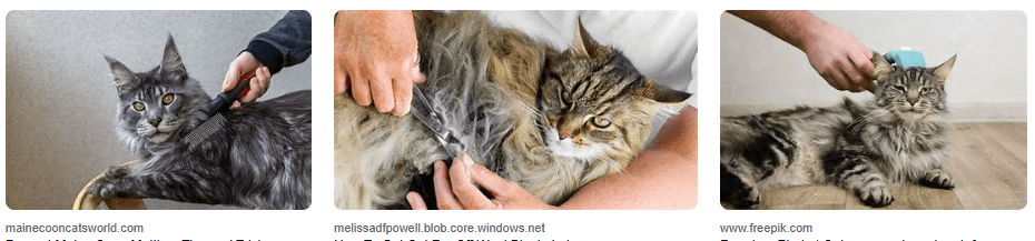 Cara Menghindari Bulu Kucing Maine Coon yang Kusut Setelah Kucing Bermain di Taman
