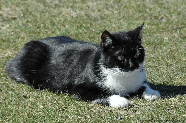 Kucing Hitam Putih Kampung, Unik Dan Menggemaskan! Kucing Hitam Putih Kampung, Unik Dan Menggemaskan!