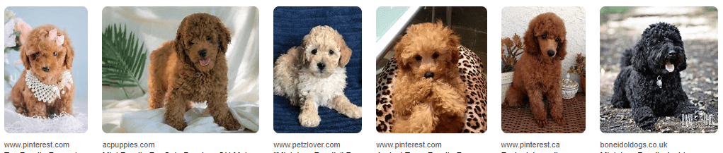 Anjing Pudel Mini: Ciri, Perawatan, Dan Harganya! Anjing Pudel Mini: Ciri, Perawatan, Dan Harganya!