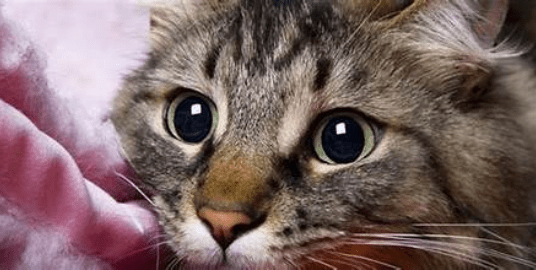 Arti Mimpi Digigit Kucing Di Kaki, Pertanda Apa? Arti Mimpi Digigit Kucing Di Kaki, Pertanda Apa?