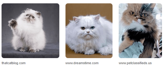 Harga Kucing Persia Dewasa Dan Tips Merawatnya Harga Kucing Persia Dewasa Dan Tips Merawatnya