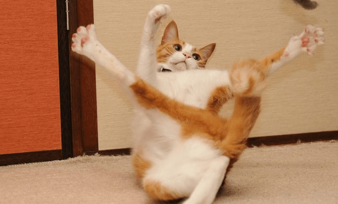Gambar Lucu Kucing, Paling Kocak dan Menghibur! Gambar Lucu Kucing, Paling Kocak dan Menghibur!