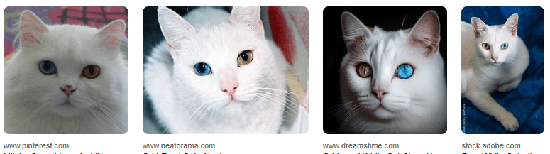 Harga Kucing Odd Eyes, Si Unik Bermata Dua Warna! Harga Kucing Odd Eyes, Si Unik Bermata Dua Warna!