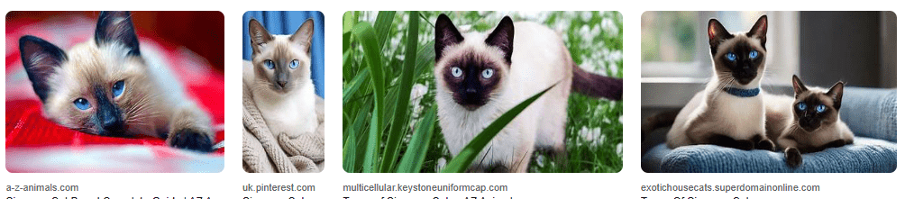 Jenis Siamese Cat: Karakteristik & Perbedaannya Jenis Siamese Cat: Karakteristik & Perbedaannya