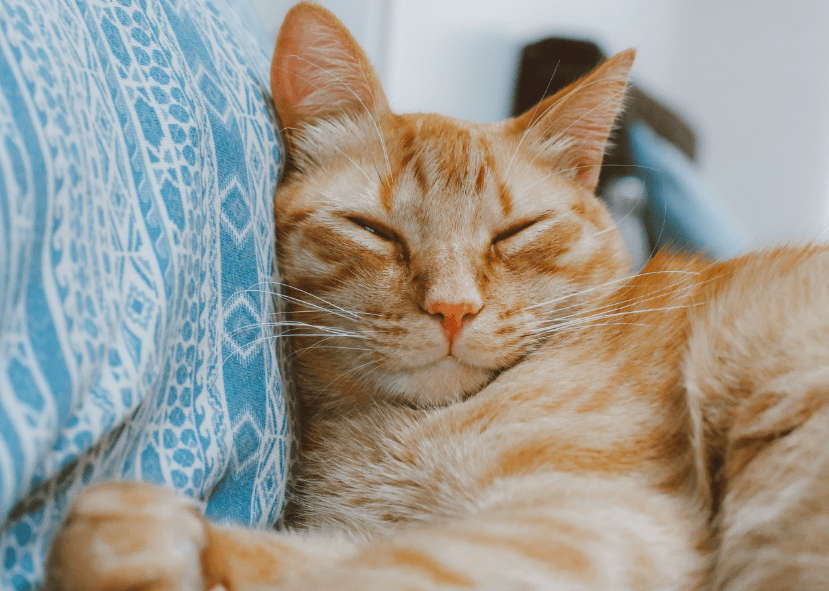 Kenapa Kucing Mendengkur? Ini Arti Di Baliknya! Kenapa Kucing Mendengkur? Ini Arti Di Baliknya!